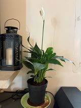 Sona v review photo