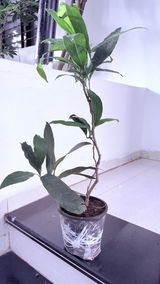 Sumit M.S. review photo