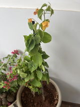 Sharada review photo