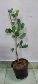 LOKESH review photo