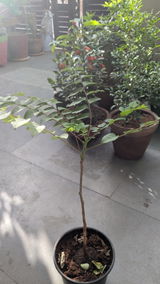 Lokesh Dhaker review photo