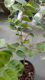 Lokesh Dhaker review photo