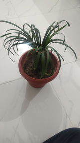 Dr. Sonu review photo