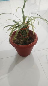 Dr. Sonu review photo