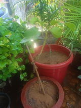 Dilip Verma review photo