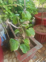 Dilip Verma review photo