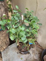 Raol Chatrapal review photo