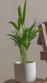 Marcel Tanisaki review photo