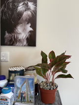 Lovena Badocdoc review photo