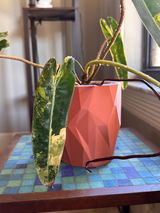 Etsy customer review photo