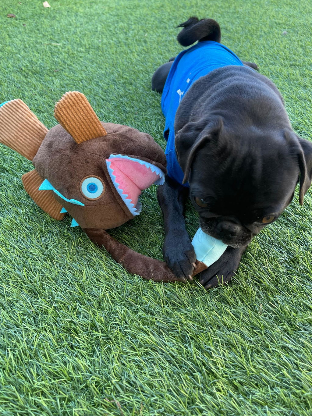 Angler Fish Plush Dog Toy, Deep Sea Fun - Play Pet Brands