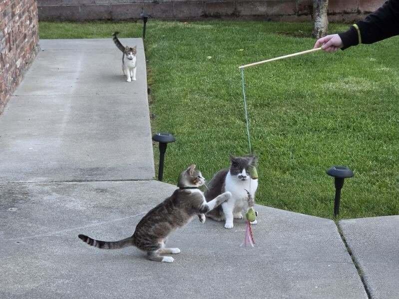 Purrfectly Pitted Olive Wand: Whimsical Interactive Cat Toy by