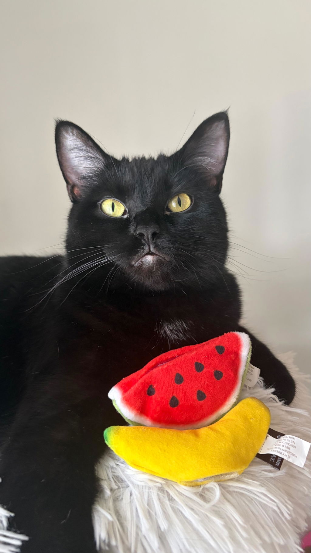 Sassy Sushi: Crinkle Plush Cat Toy Trio by Play Pet Brands