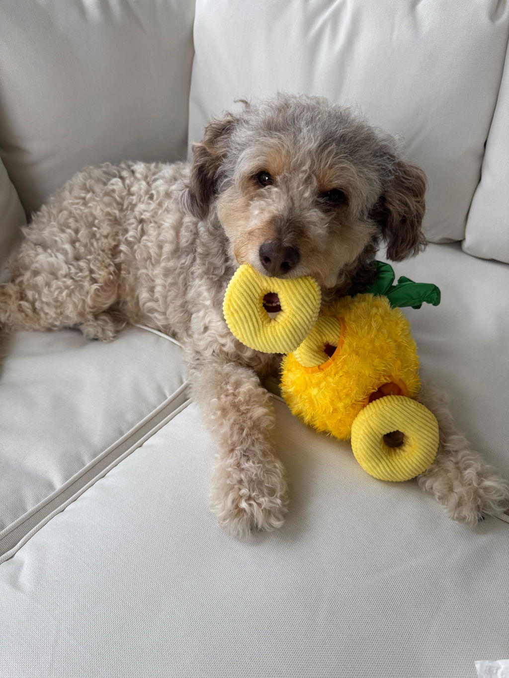 Tropical Paradise Canine Cerveza – Play Pet Brands