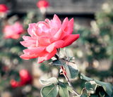 MaxPhotography review photo