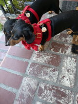 lilweeniesisters review photo