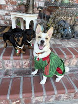 lilweeniesisters review photo