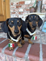 lilweeniesisters review photo