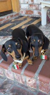 lilweeniesisters review photo