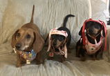 lilweeniesisters review photo
