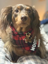 Dardie review photo
