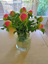Rosa review photo