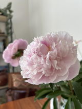 Polina Been review photo