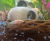 Brianna review photo