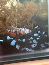 Brianna review photo