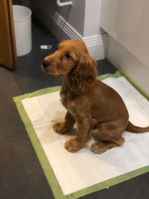 Karen-Patrizia’s photo of her dog sitting on a training pad at home