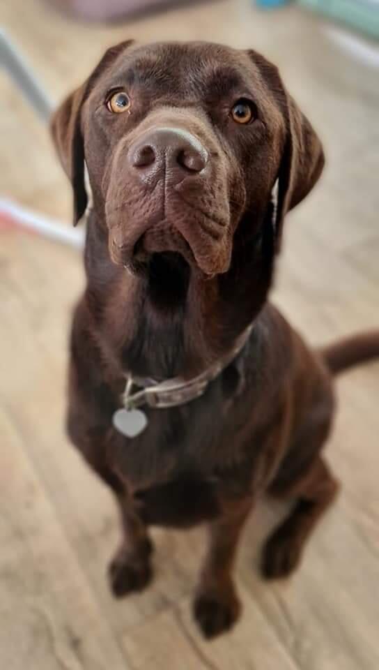 Steve D.’s photo of one of his chocolate Labradors