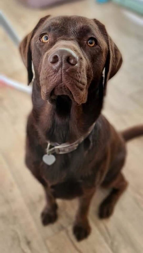 Steve D.’s photo of one of his chocolate Labradors