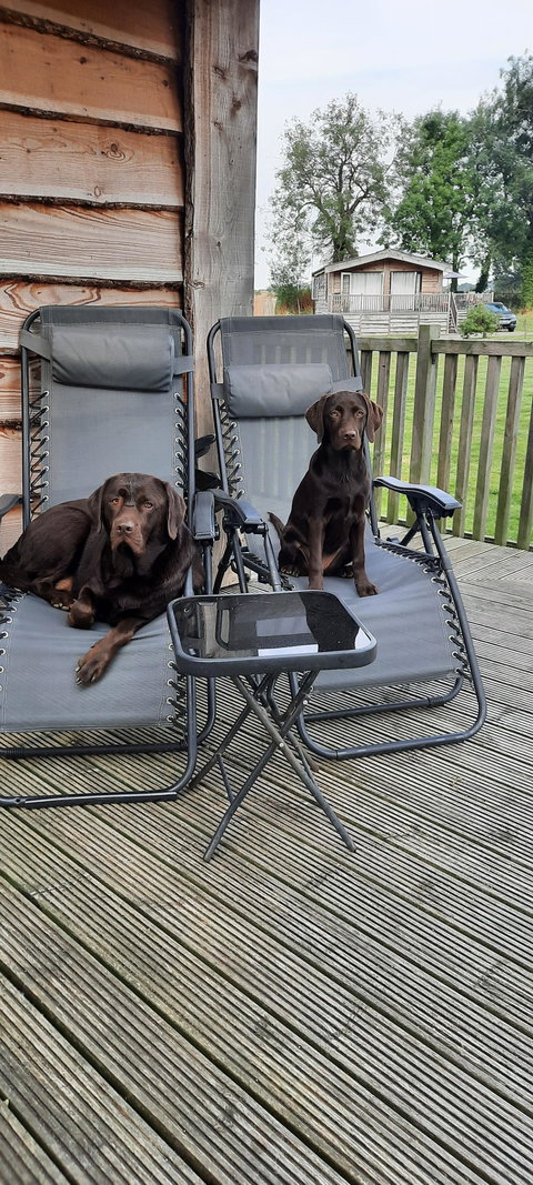Steve D.’s two chocolate Labradors sitting on outdoor chairs in his review photo