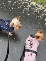 Zoey review photo