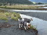 Trev and Marley’s Mum review photo