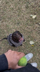 Jack and Koda review photo