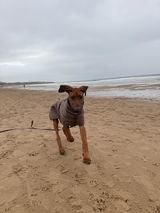 Charlotte & Huxley Puppy review photo