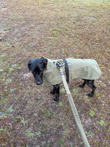 Asha review photo