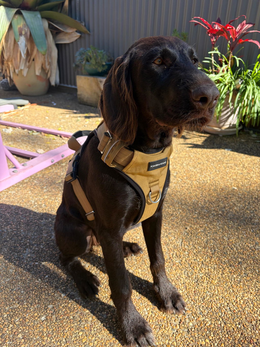 Tactical Harness - Tan
