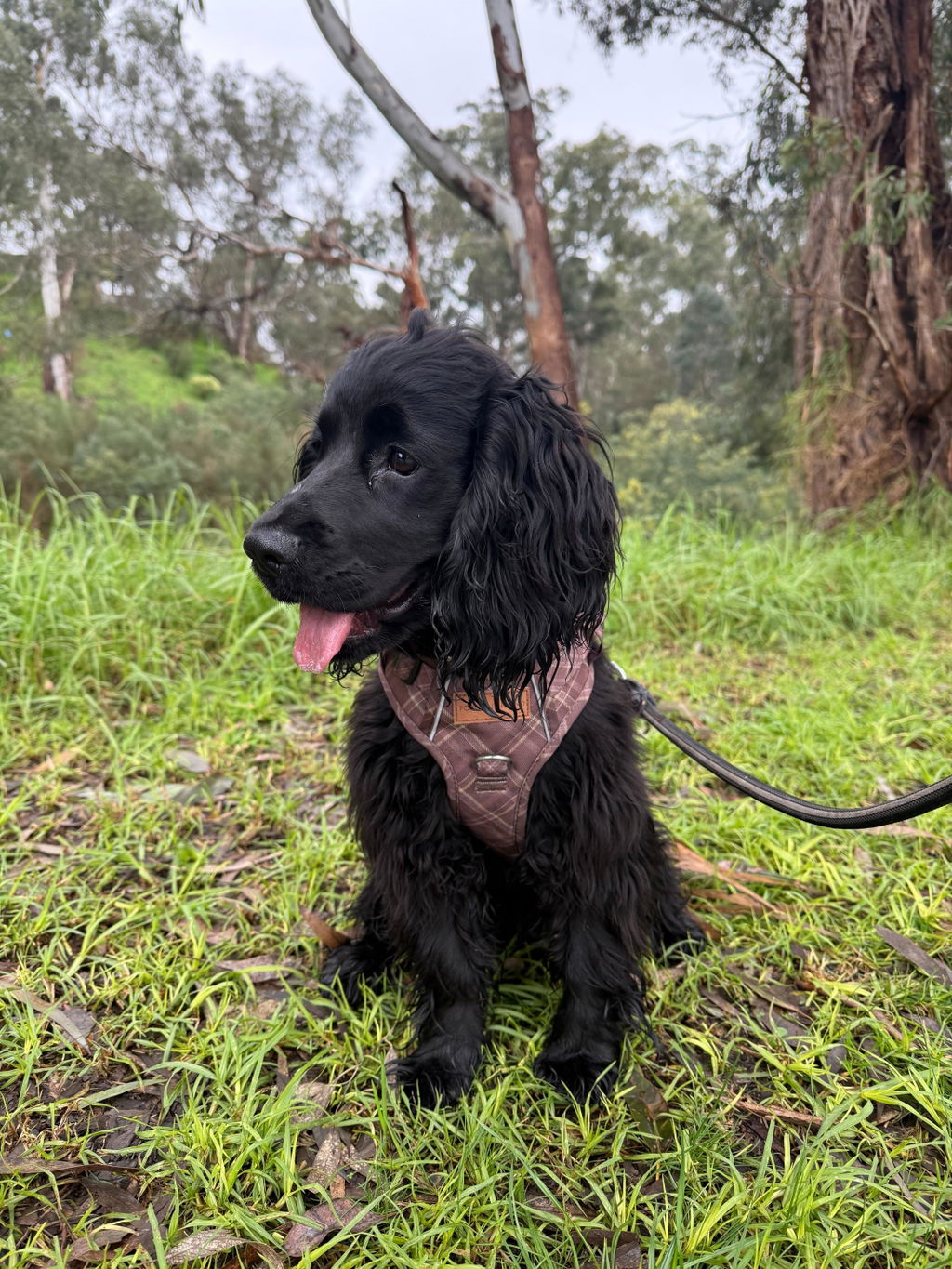 Signature Harness - Brown Tartan