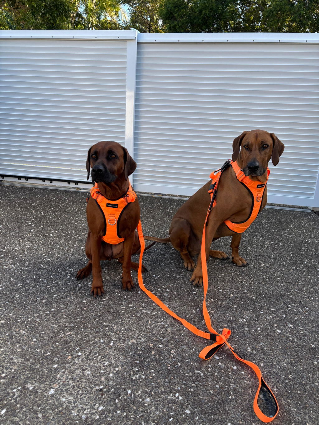 Pointer & Hound