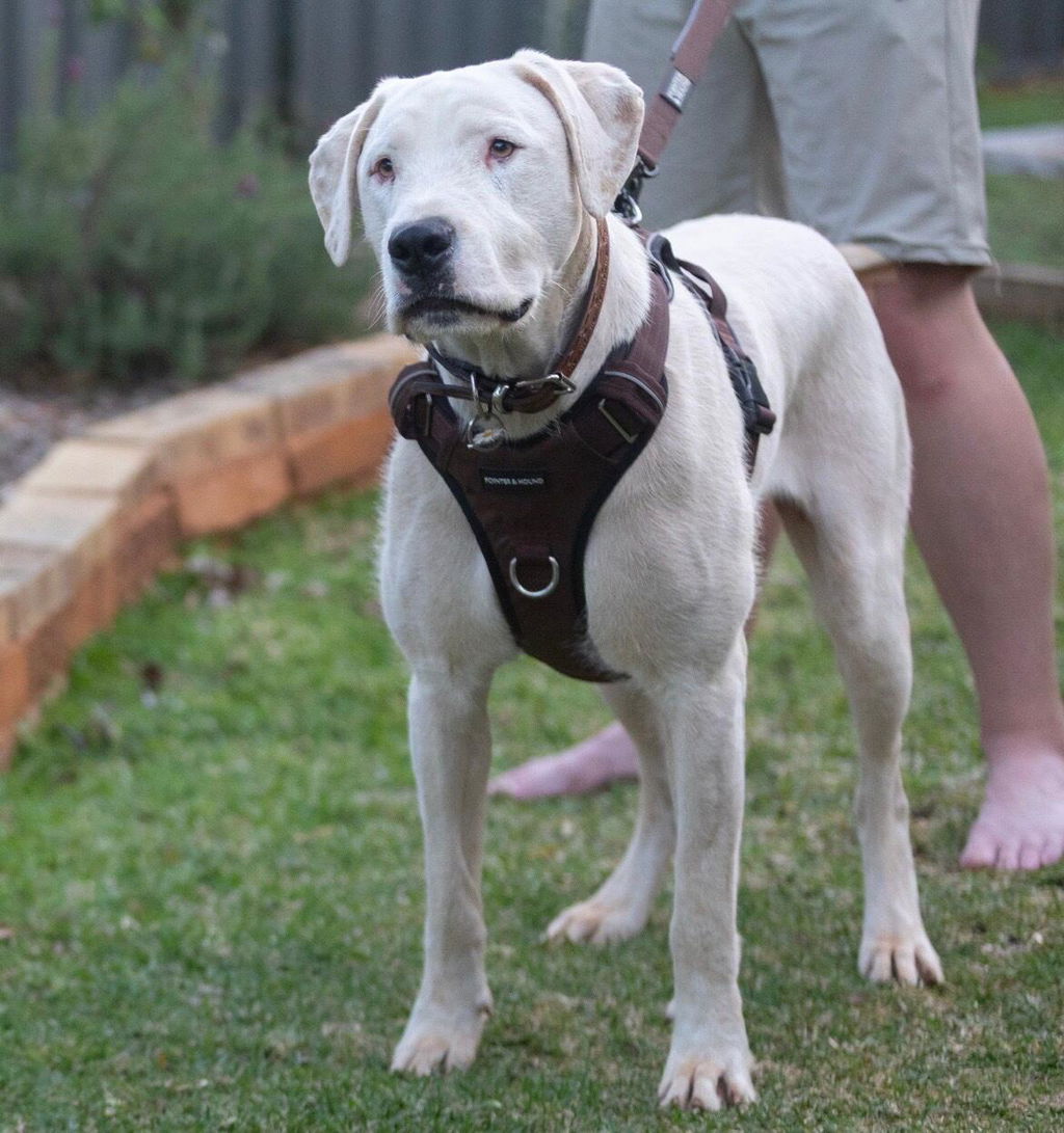Tactical Harness - Maroon Brown