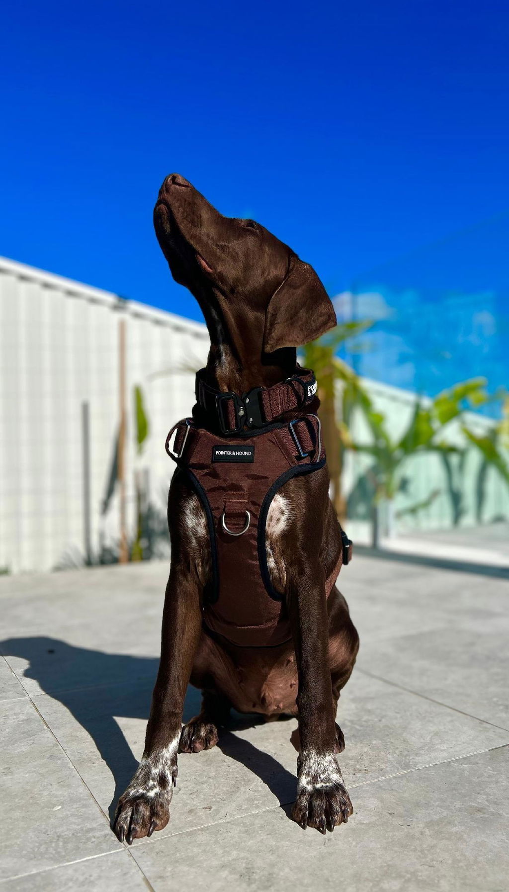 Pointer & Hound