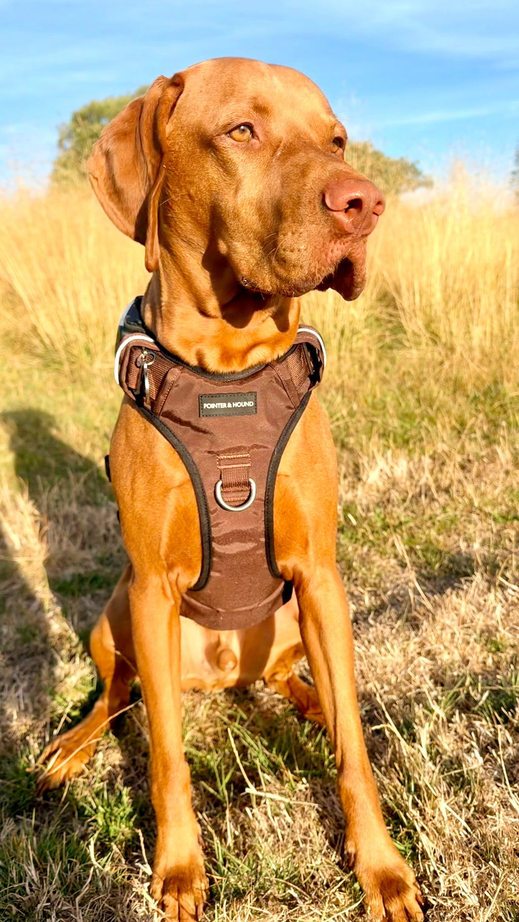 Tactical Harness - Maroon Brown