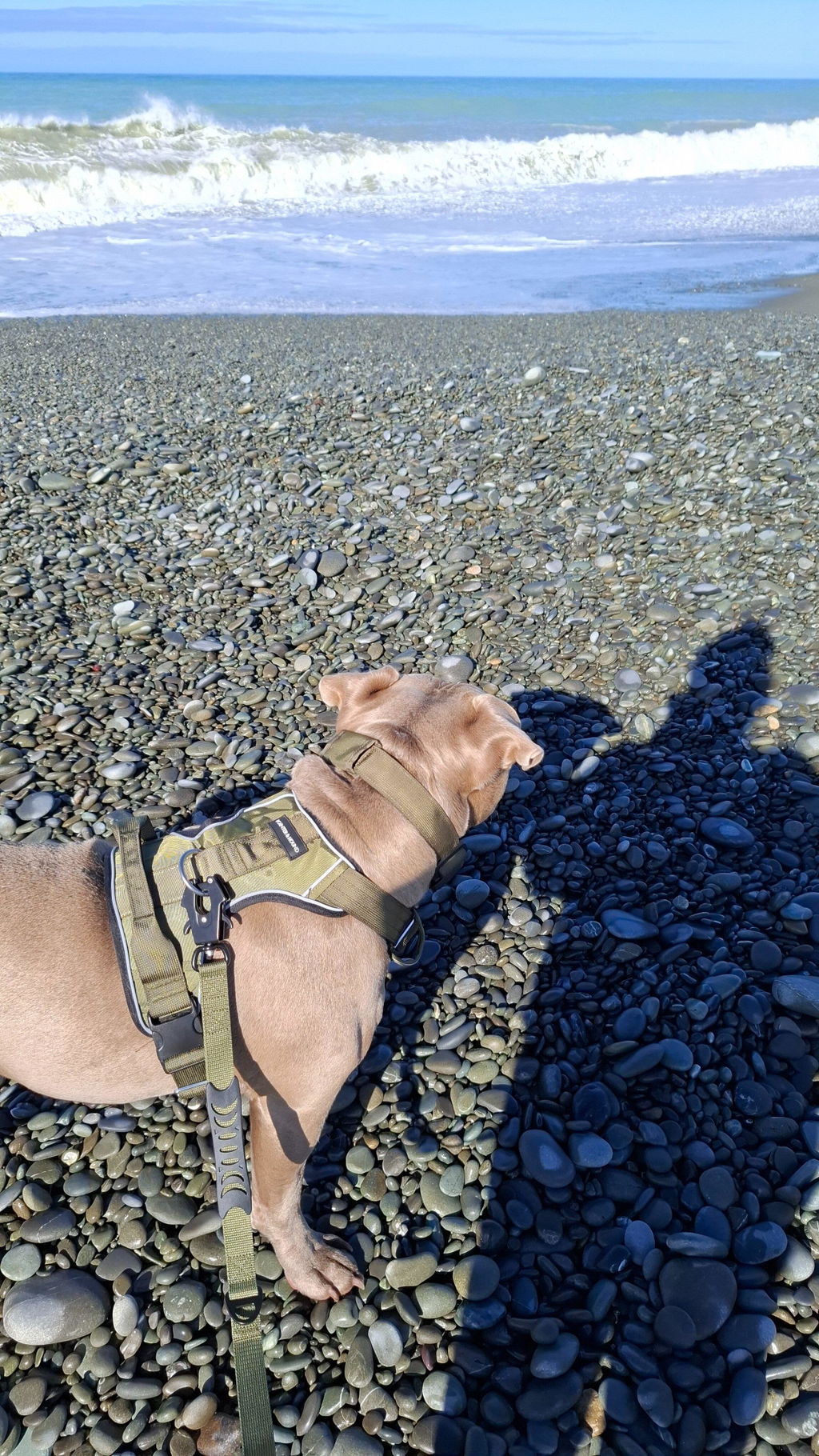 Tactical Collar - Army Green