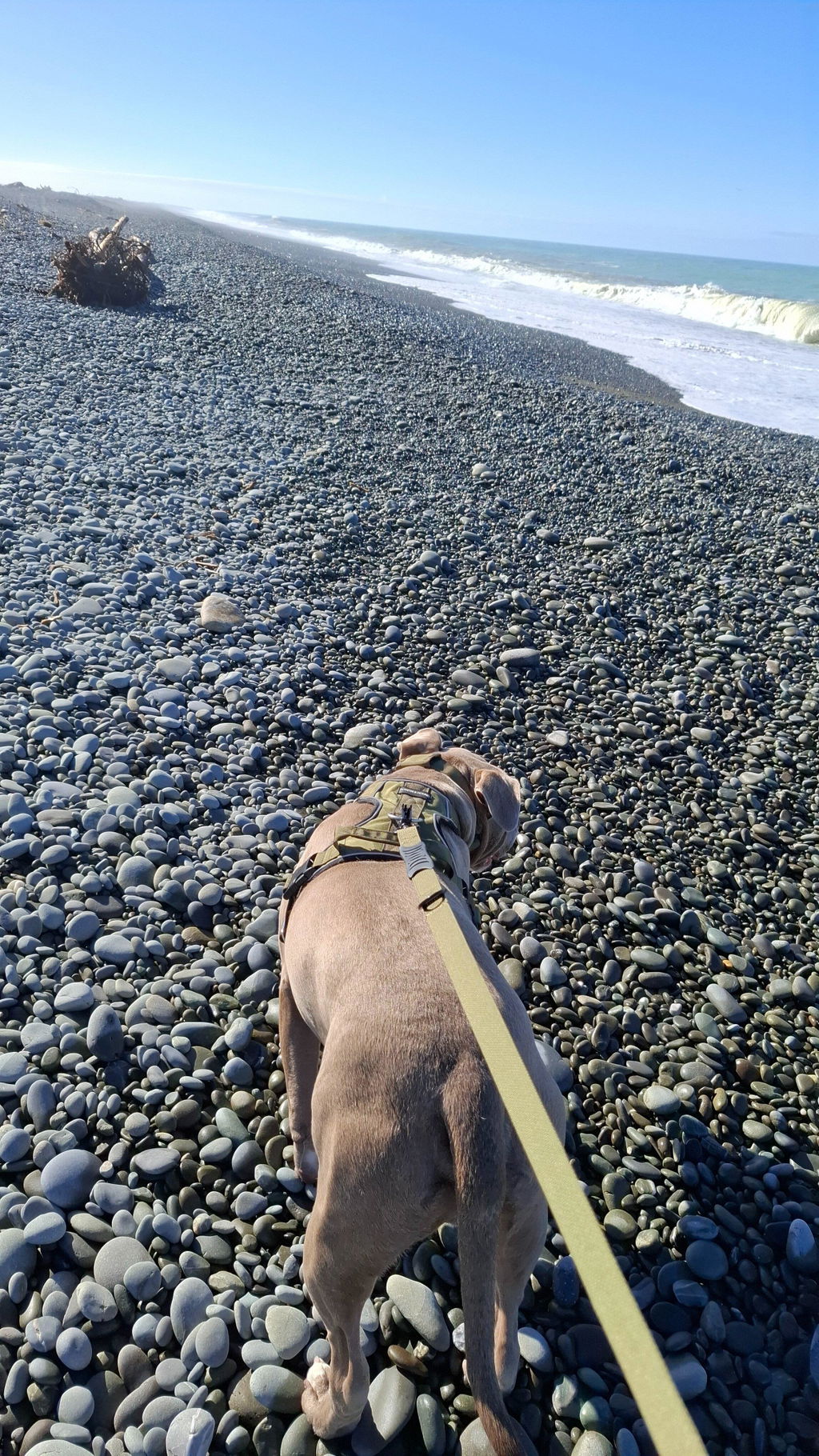 Tactical Leash - Army Green