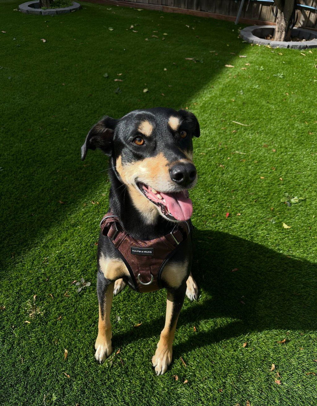 Tactical Harness - Maroon Brown