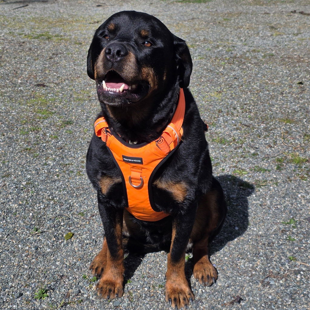 Tactical Harness - Blaze Orange