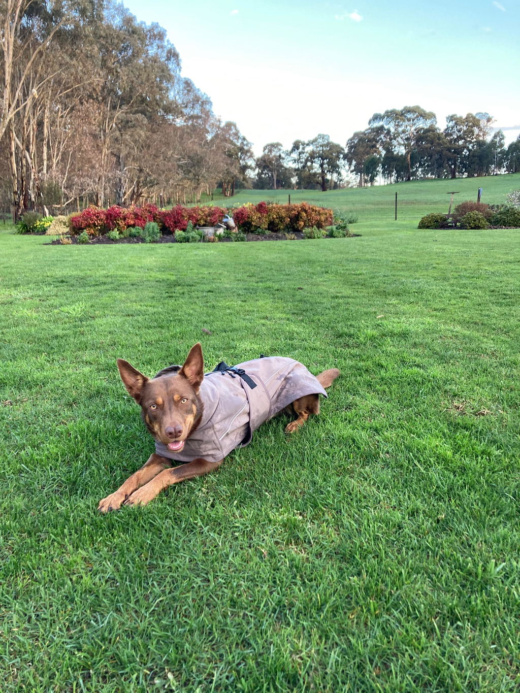 Pointer & Hound