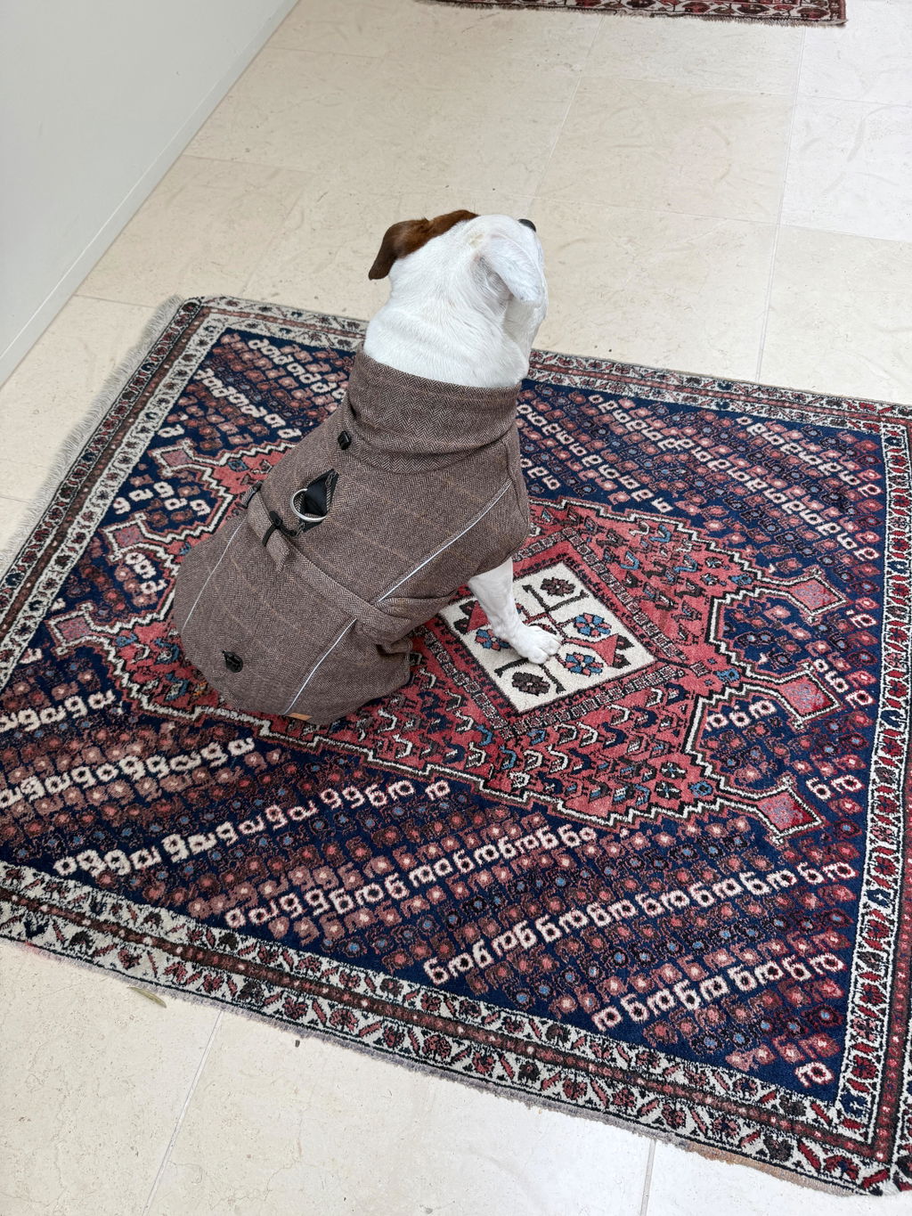 Highland Coat - Brown